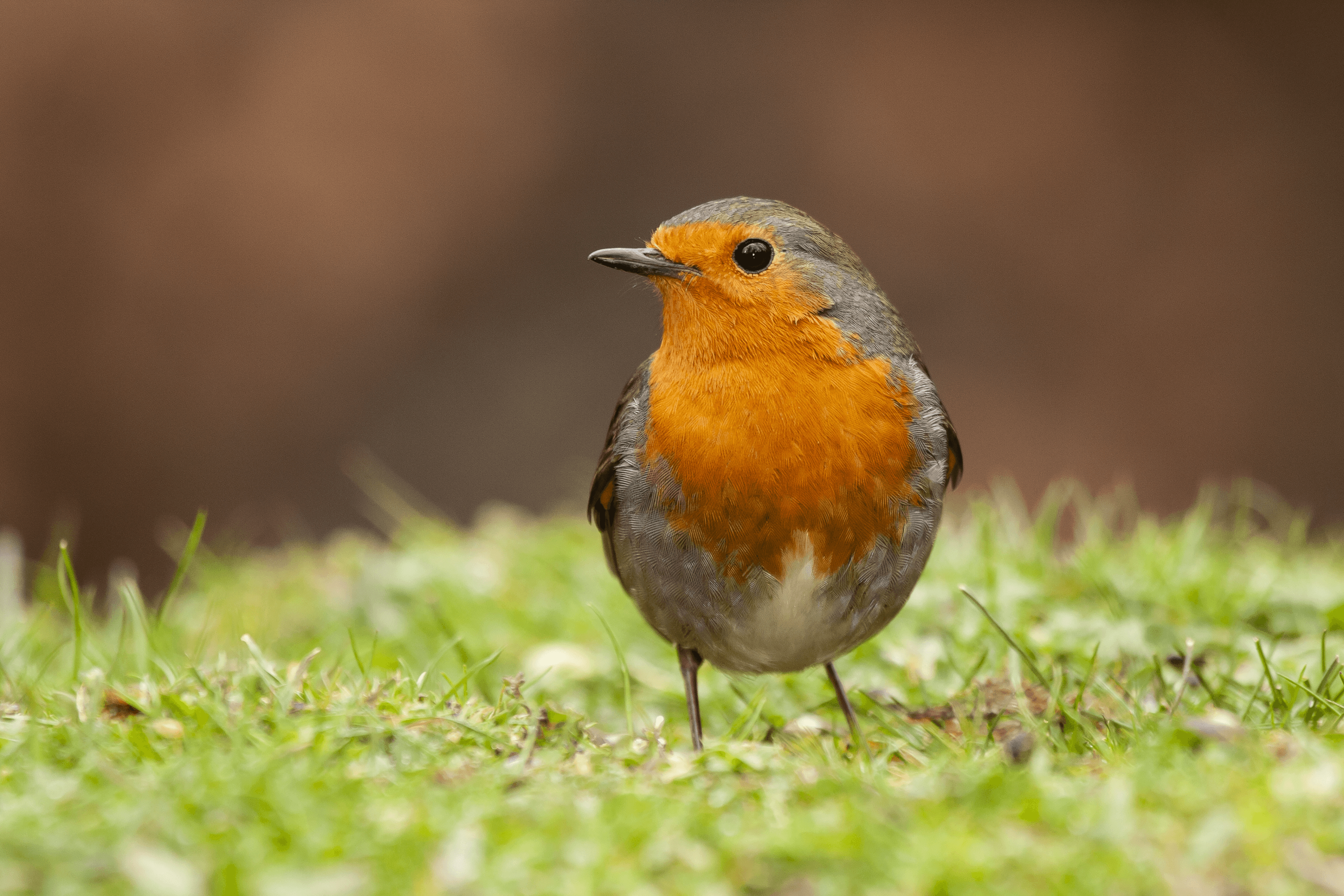 photo of robin